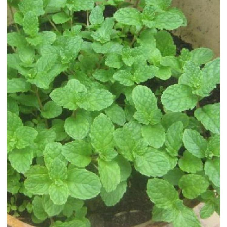 Hạt giống Húng bạc hà – 0.1Gram/gói