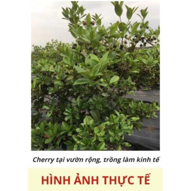 Cây cherry Brazil