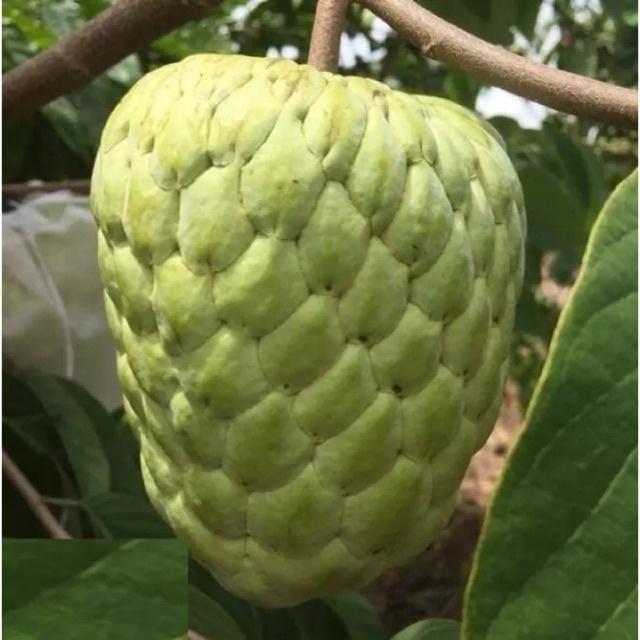 Cây giống na Thái Lan  có khả năng sinh trưởng và phát triển tốt