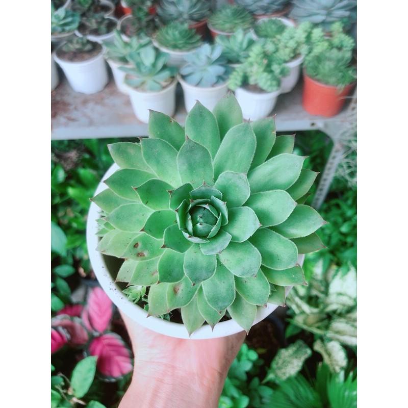 Chậu Cây Sen Đá Phật Bà