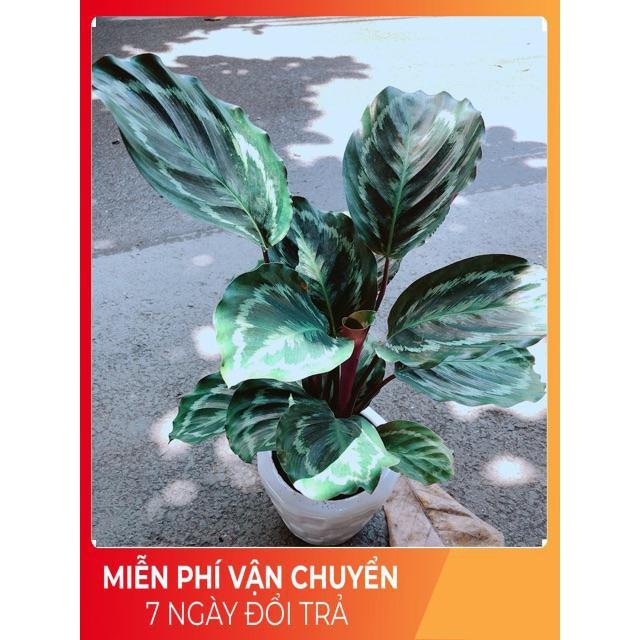 Chậu Đuôi Công Xanh Sọc Tím