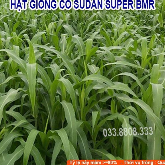 Hạt giống cỏ Sudan Super BMR - Cỏ Ngô - Hạt Cỏ Chăn Nuôi Gia Súc