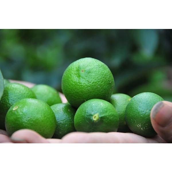 CÂY GIỐNG CHANH TỨ QUÝ