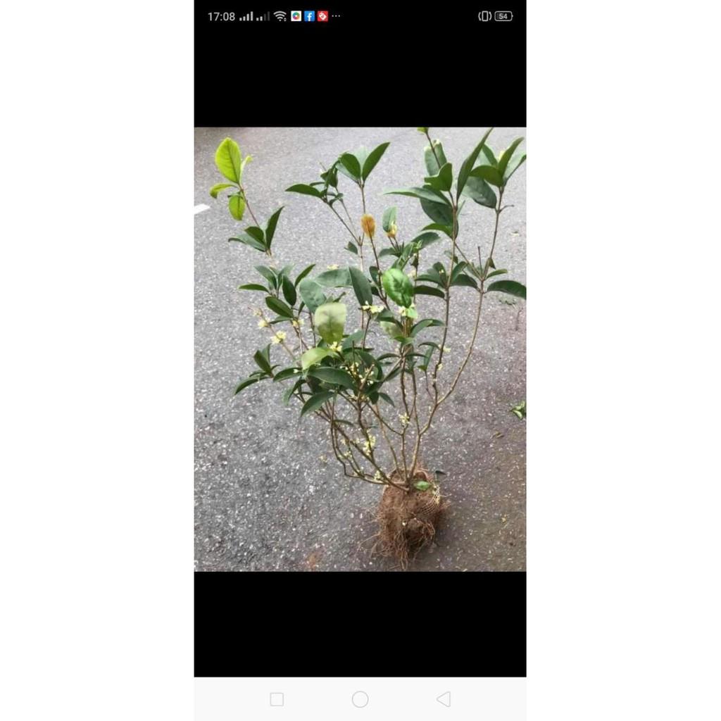 Cây Hoa Mộc Hương ...ra hoa quanh năm