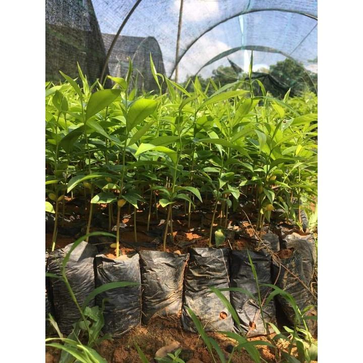 Giống cây Trầm Hương  cây gỗ quý