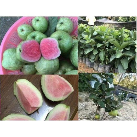ỔI RUỘT ĐỎ KHÔNG HẠT - Hàng cây giống chuẩn F1