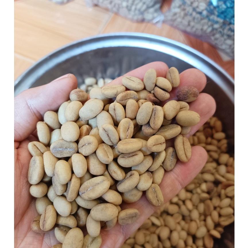1 kg hạt giống cà phê Thiện Trường cao sản