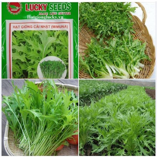 Hạt giống rau cải rau cải xanh nhật dể trồng f1- gói 10 gram-tặng kèm gói phân bón lót
