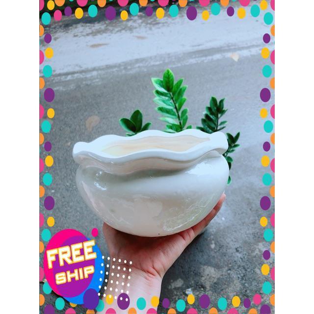 Nhất Mạt Hương kèm chậu sứ