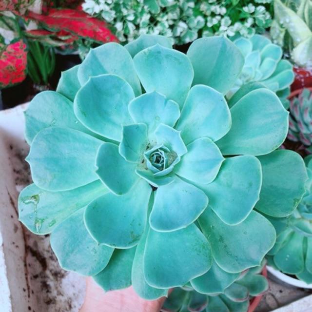 Chậu Sen Đá Xanh Đất Lớn