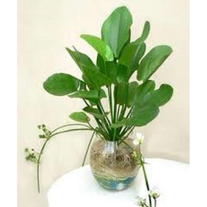 CHẬU CÂY BÁCH THỦY TIÊN MANG LẠI MAY MẮN CHO GIA CHỦ, CỰC DỄ TRỒNG