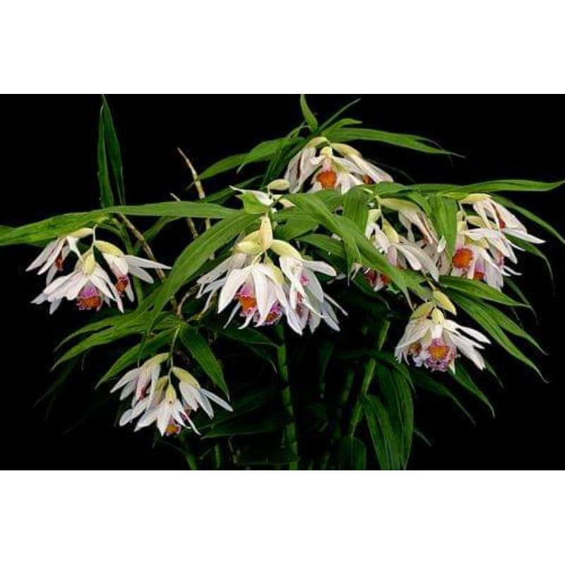 Địa lan bạch hạc thunia rừng tây bắc