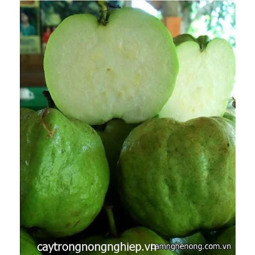Cây giống Ổi không Hạt. .