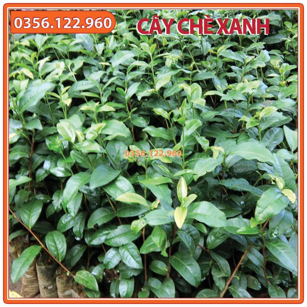 Combo 10 Cây chè xanh giống, trà xanh thái nguyên