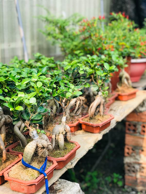Cây si nhật bonsi để bàn