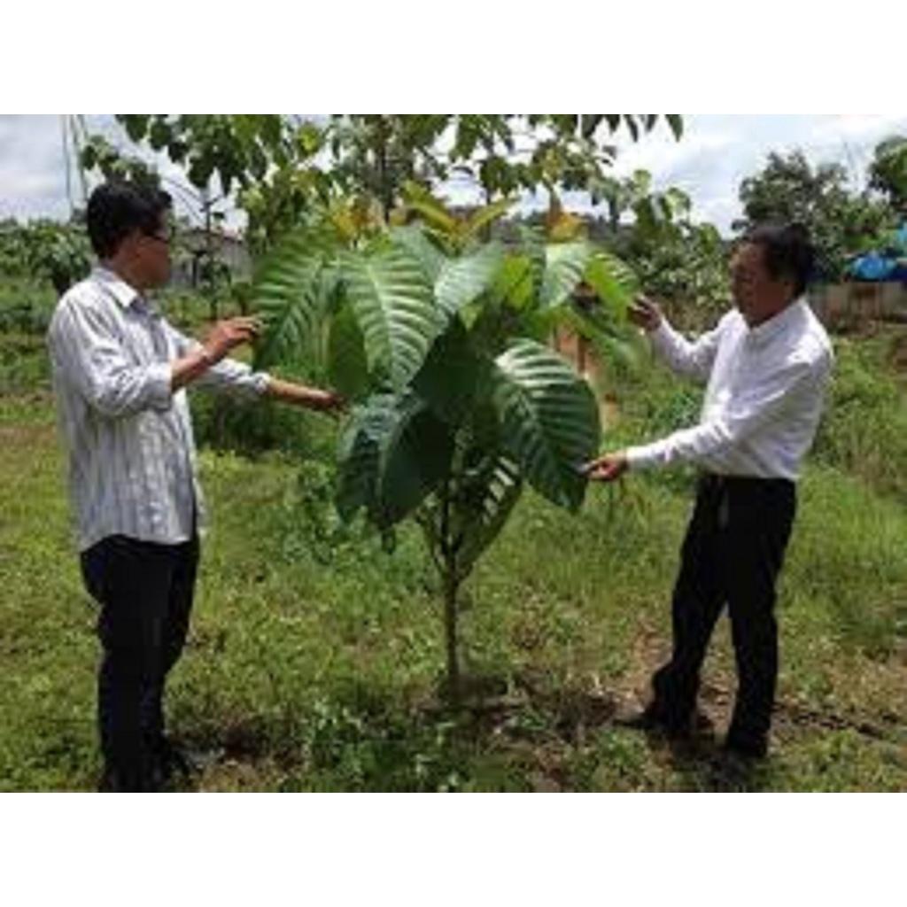 Cây giống Gáo vàng GIỐNG QUÝ HIẾM .