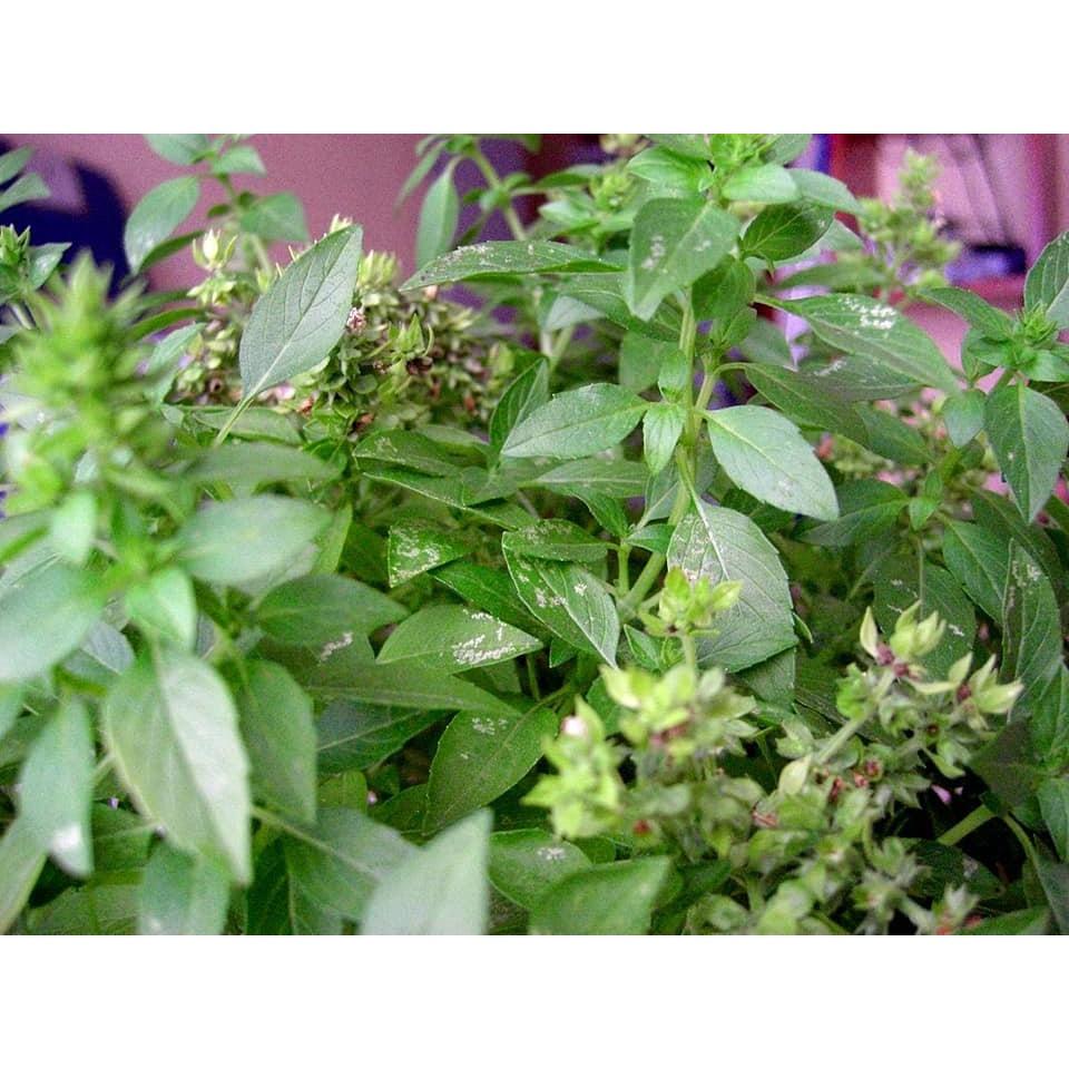 Hạt giống rau húng thơm - Rau thơm sả CT141 - Gói 2gram