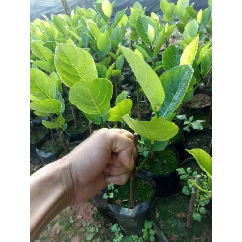 Giống mít quả dài
