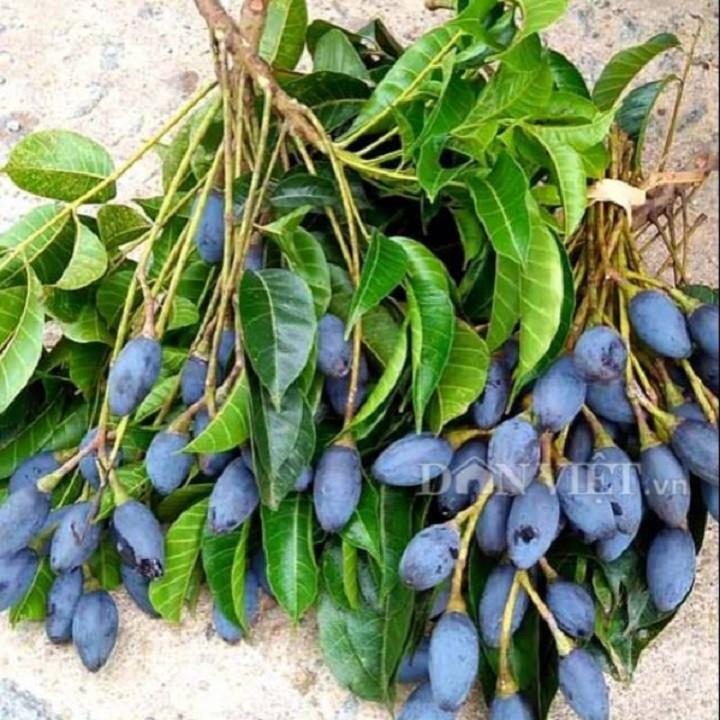 Cây giống trám đen siêu quả