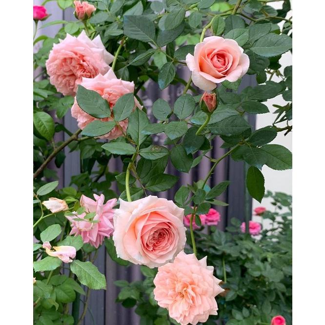 Abraham Darby cây thân gỗ dáng tree - Hoa hồng ngoại nhiều nụ đẹp
