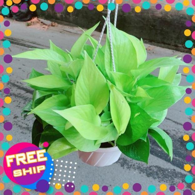Trầu Bà Thái Vàng Size Đại