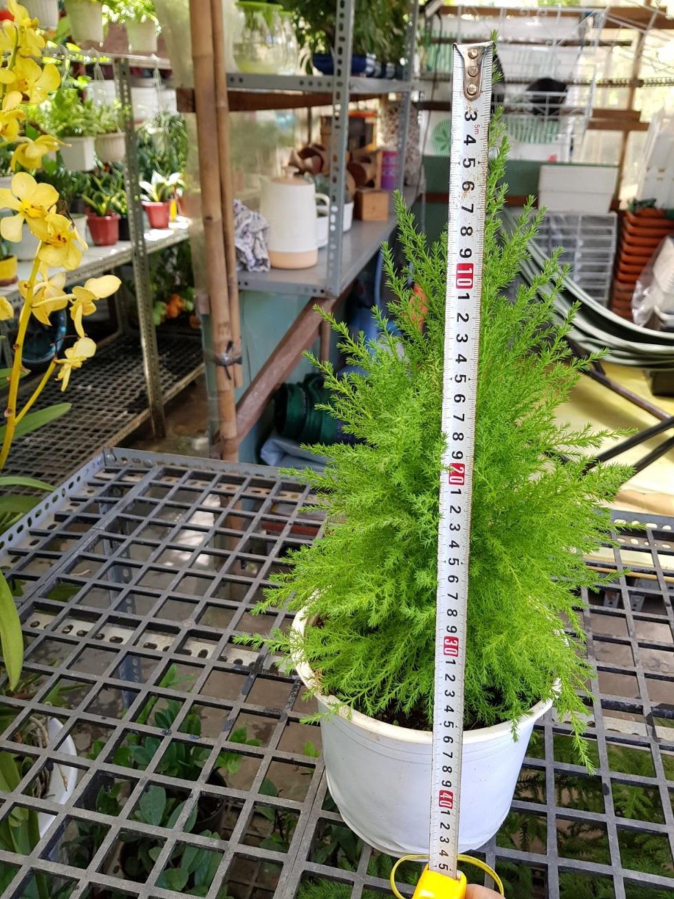 Cây Tùng Thơm, tùng thơm - Cây Thông Noel, Cây Trang Trí Giáng Sinh Cao 30- 40cm