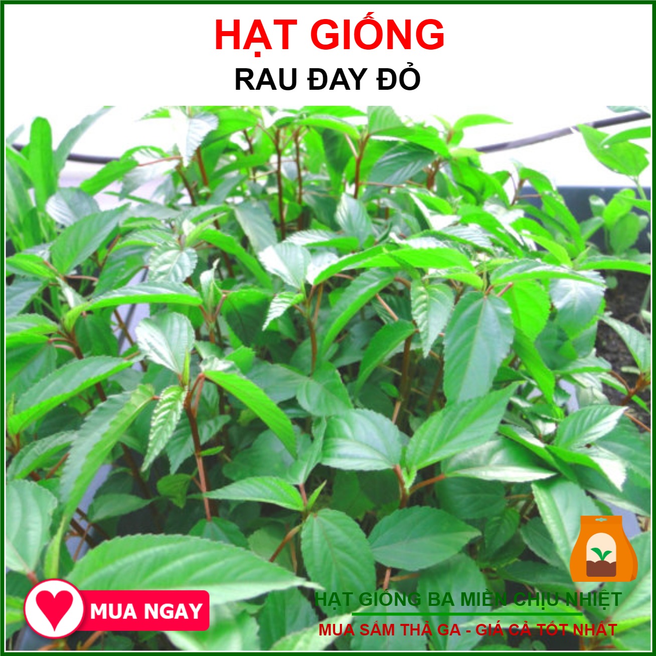 Hạt giống Rau Đay Đỏ 20 gr