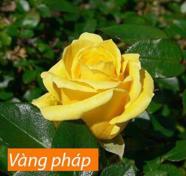 10 cây hồng rễ trần