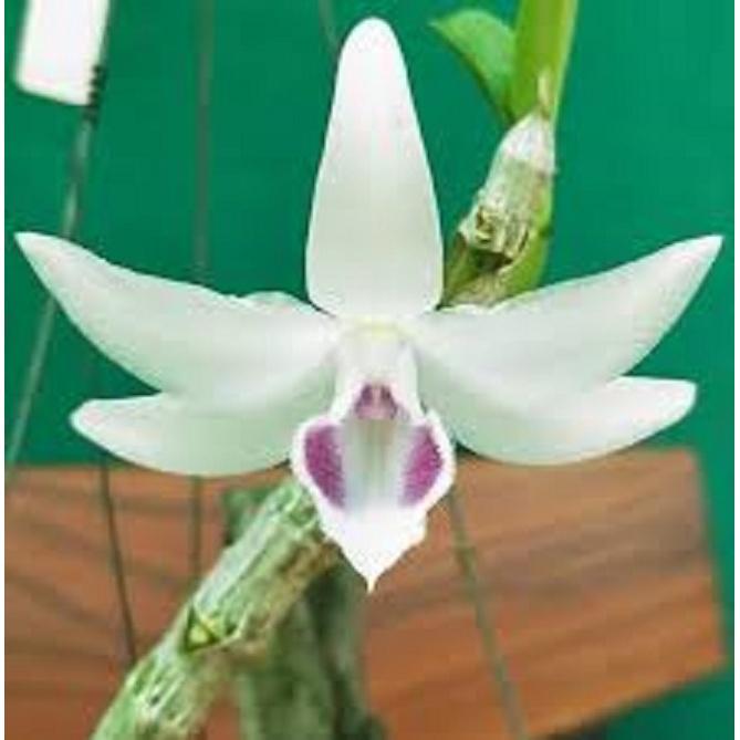 LAN PHI ĐIỆP 5 CÁNH TRẮNG YÊN BÀI