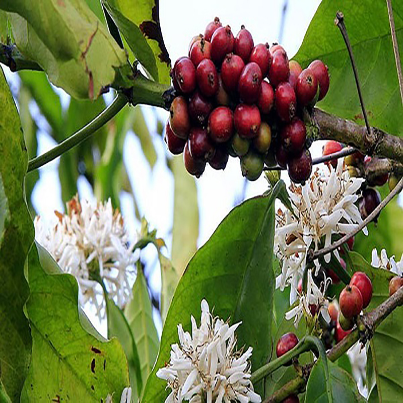 Cà phê hữu cơ VinaGolden 100% Arabica Organic 365 CAFE rang xay nguyên chất, pha phin, pha máy VGO365