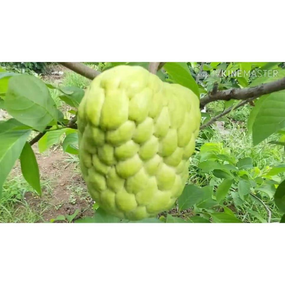 50 TÚI BỌC NA, ỔI VẢI KHÔNG DỆT KT 20X25 CM