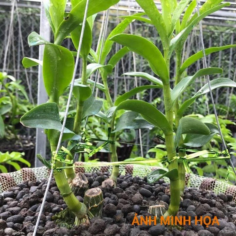 Phân Dê Bón Lan, Rau Sạch, Cây Cảnh Đã Qua Xử Lý