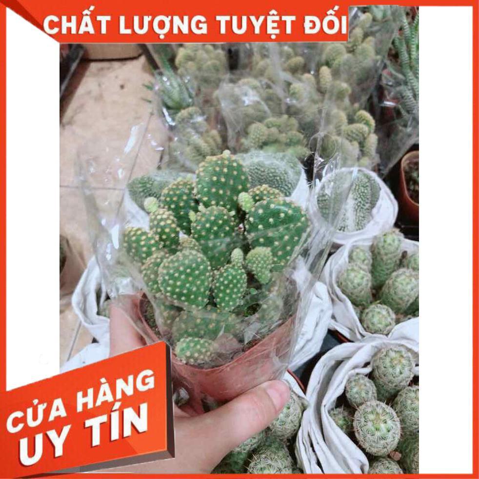 Bụi tai thỏ Nhiều Người Mua