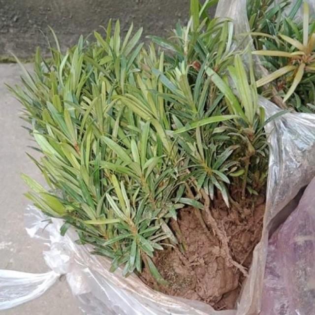 Cây giống Tùng la hán