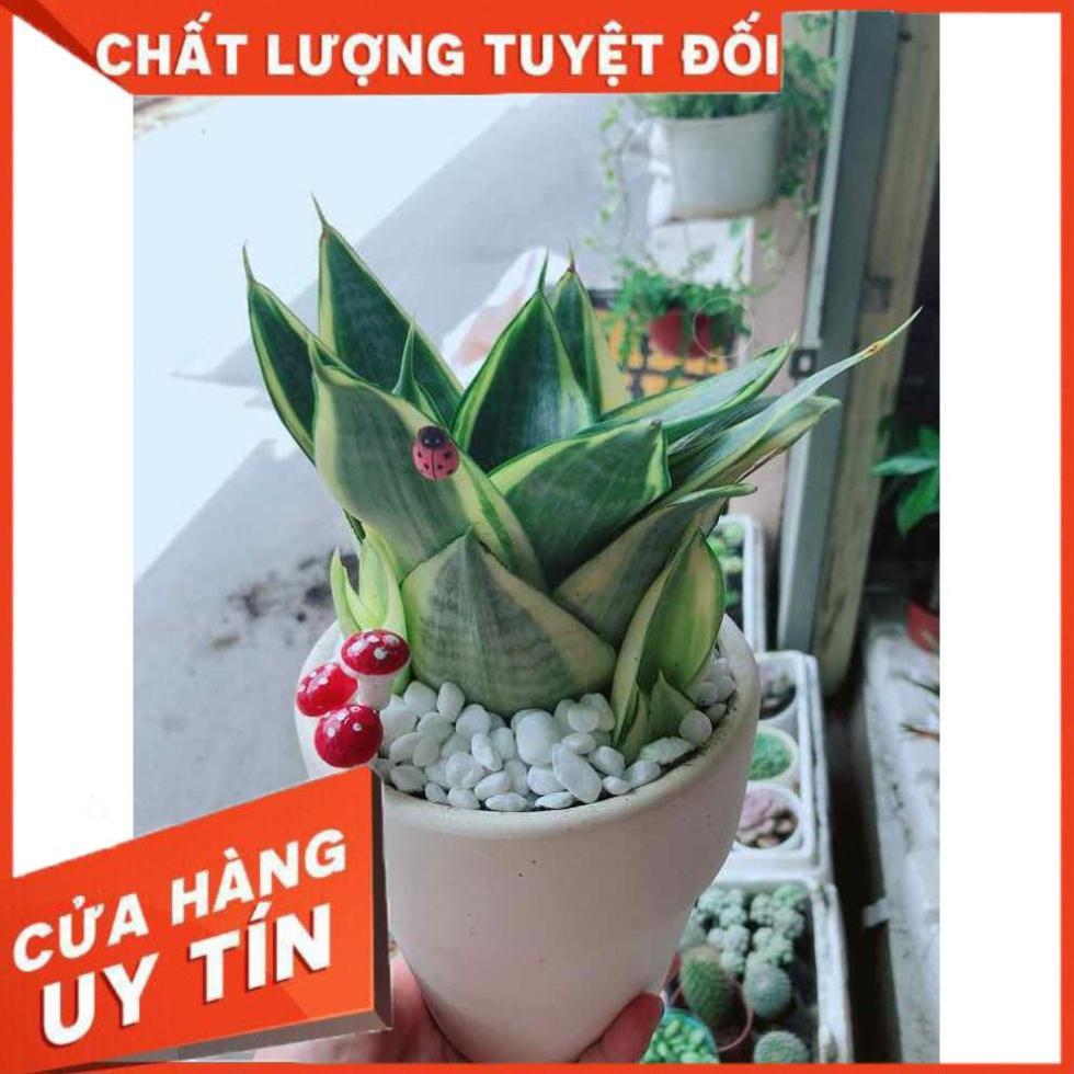 Chậu lưỡi hổ thái búp sen vàng Nhiều Người Mua