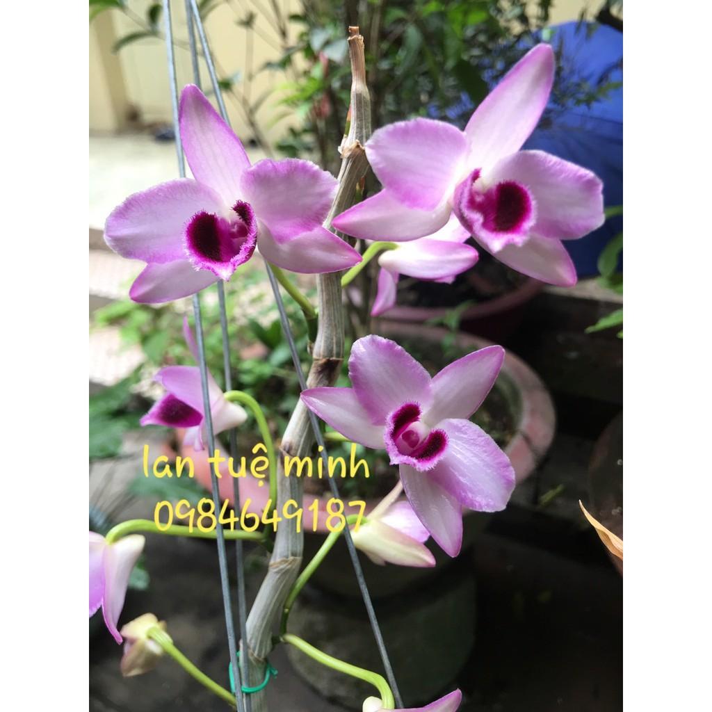KÍCH HOA THÁI NGUYÊN CHAI