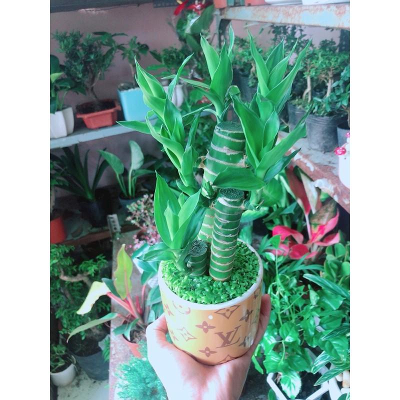 Chậu Trúc Phát Tài