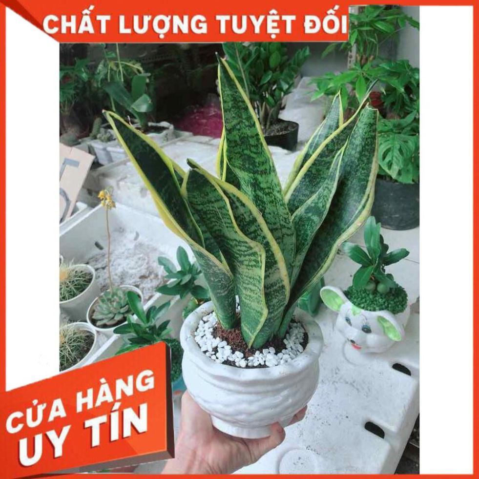 Chậu lưỡi hổ Nhiều Người Mua