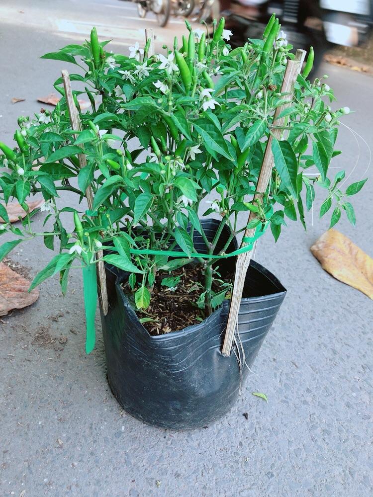 Bụi Ớt Hiểm
