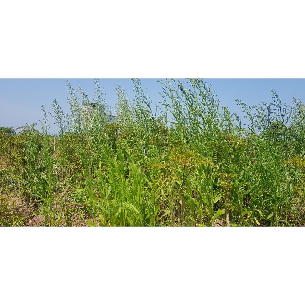 CHUẨN CHUẨN Cây Ngải Dại - cây giống
