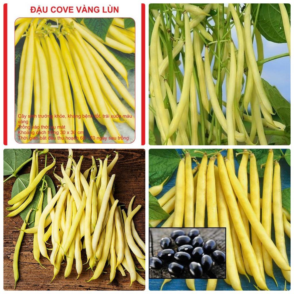 Hạt giống đậu cove vàng dạng bụi CT145 - Gói 10gram