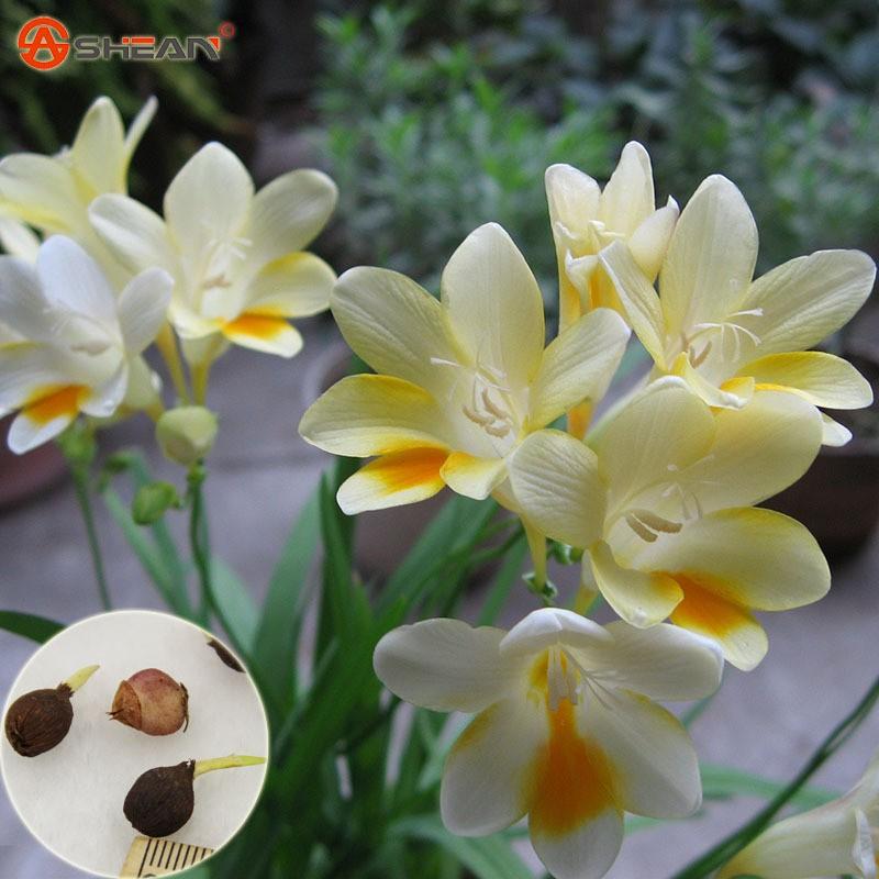 Củ giống hoa lan nam phi hoa màu trắng