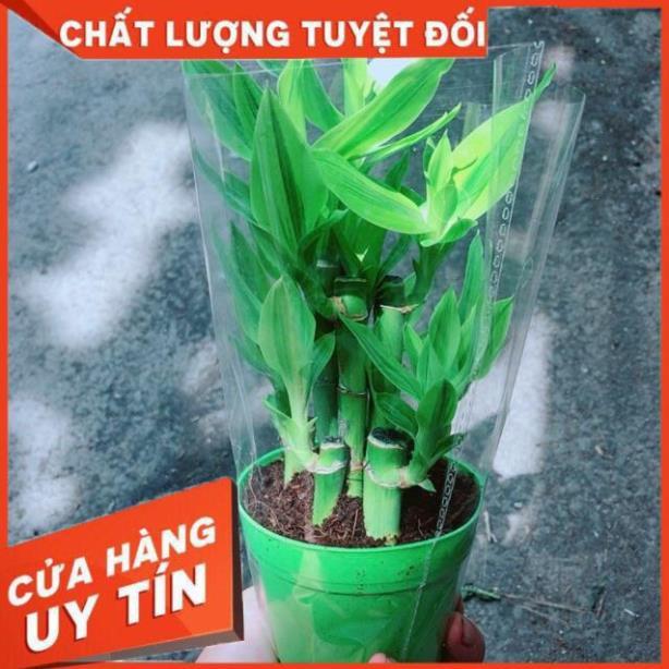 Chậu Trúc Phát Tài