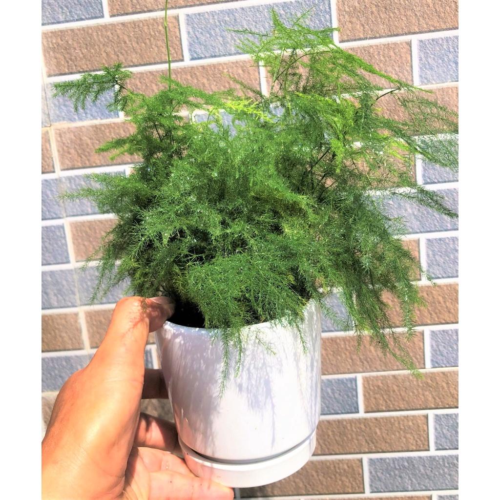 Chậu sứ cây Thủy Tùng trang trí trong nhà