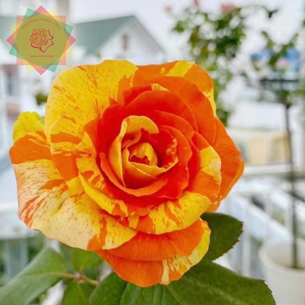 Cây hoa hồng ngoại Tropical Sunset cam sọc - Hoa hồng Thăng Long Flower
