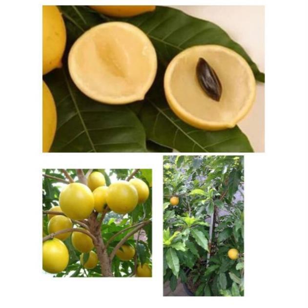 Vú sữa hoàng kim