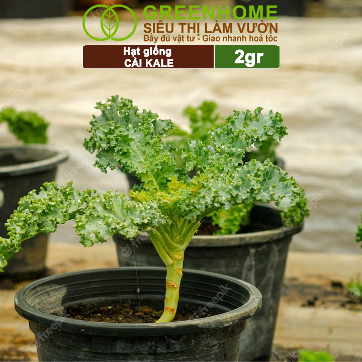 Hạt Giống Cải Xoăn Kale Greenhome, Gói 5g, Dễ Trồng Quanh Năm, Nảy Mầm Cao, Thu Hoạch Nhanh, Năng Suất Cao R16
