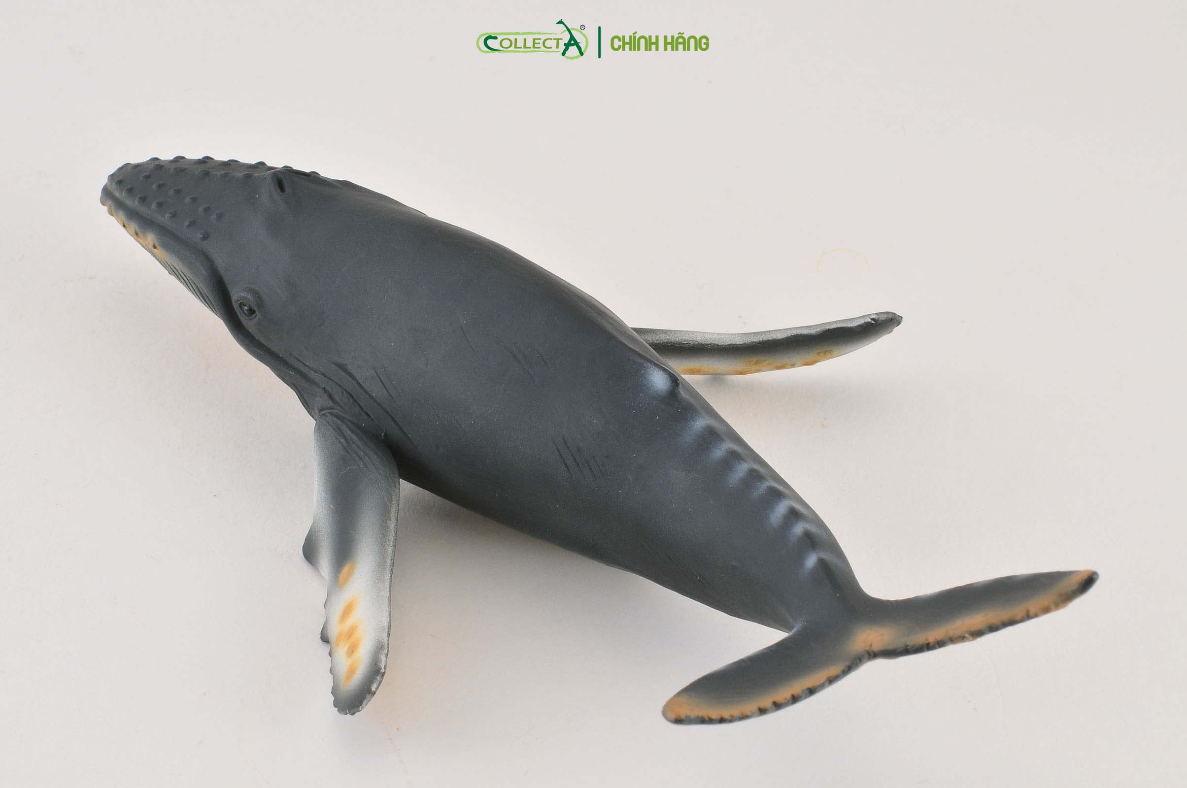 Mô hình thu nhỏ: Cá Voi Lưng Gù - Humpback Whale, hiệu: CollectA, mã HS 9652050[88347] -  Chất liệu an toàn cho trẻ - Hàng chính hãng