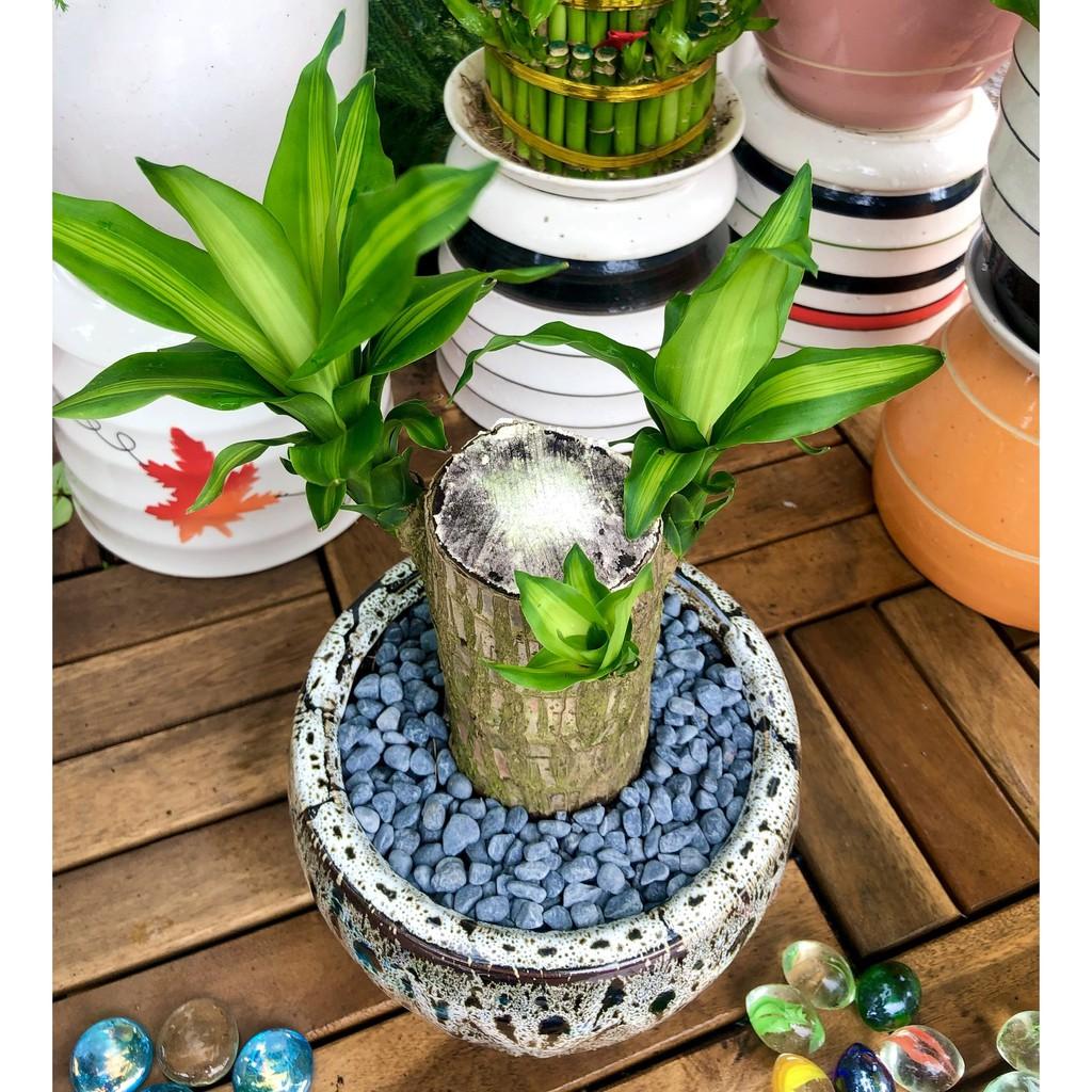 Chậu sứ cây Phát Tài 1 thân