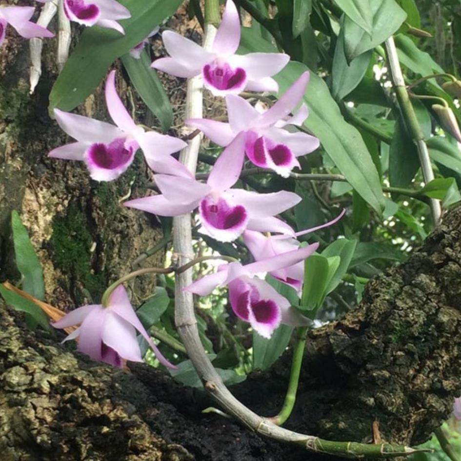 PHI ĐIỆP TÍM THÁI gieo hạt hoa đẹp thơm